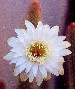 Arthrocereus spinosissimus