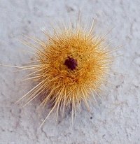 Bergerocactus emoryii fruit
