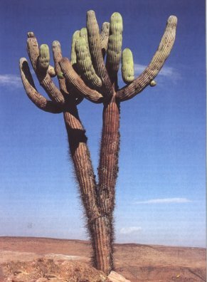 Browningia candelaris