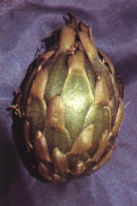 Browningia candelaris fruit