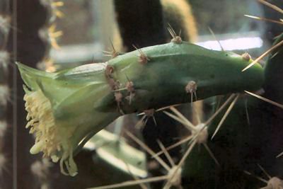 Calymmanthium substerile