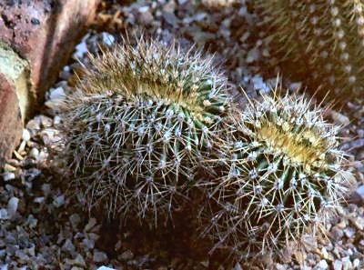 Carnegiea gigantea