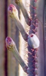 Cereus chalybaeus bud