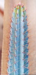 Cereus hankeanus