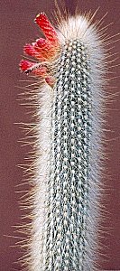 C.sp DJF299