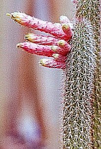 C.sp FR837