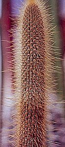 C.sucrensis