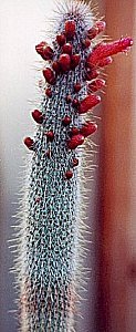 C.tarijensis