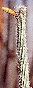 C.viridiflorus