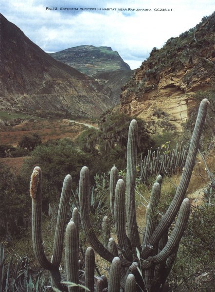Espostoa ruficeps