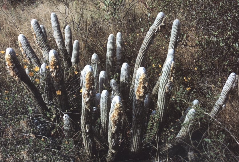 Espostoa nana