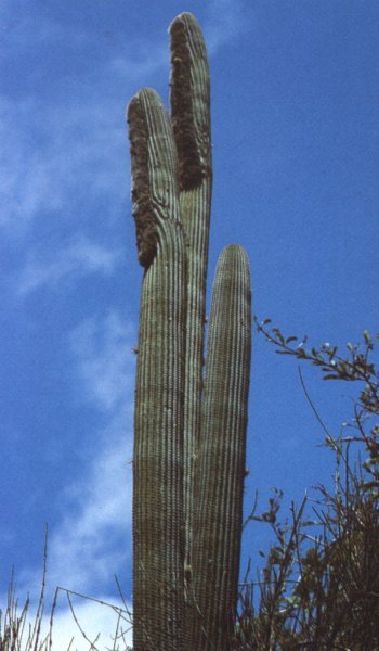 Espostoa calva