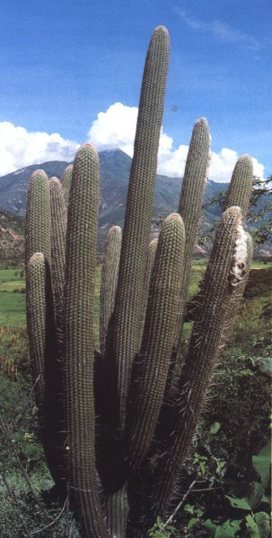 Espostoa lanata