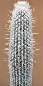 Espostoa lanianuligera