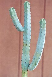 Myrtillocactus geometrizans dwarf form