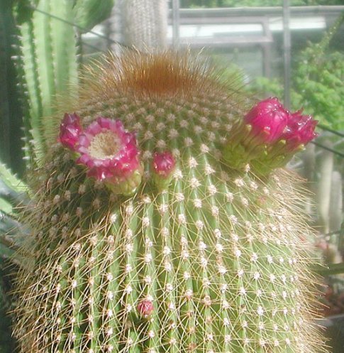 Neobuxbaumia polylopha
