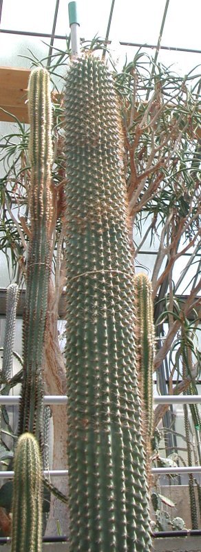 Neobuxbaumia scoparia