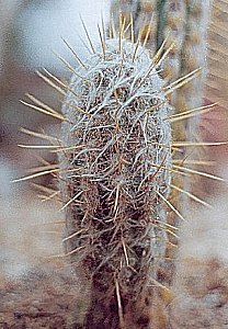 O.hendricksonianus densilanatus