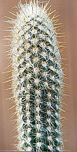 O.hendricksonianus densilanatus