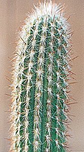 Oreocereus sp.