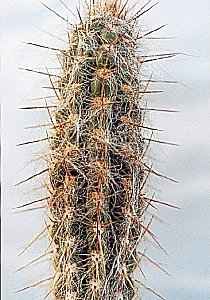 O.hendricksonianus brunispinus