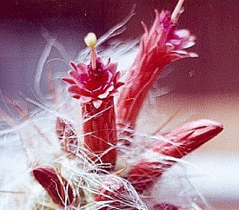 O.hendricksonianus brunispinus