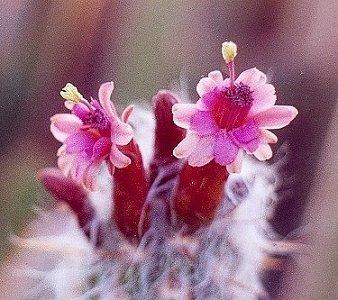 O.luribayensis