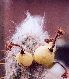 O.luribayensis