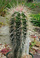 Pachycereus pringlei