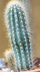 Pilosocereus calcisaxicolus