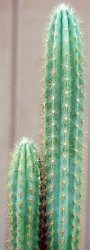 Pilosocereus deeringii