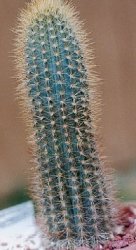 Pilosocereus densiareolatusgounellei form of: 9 ribs on this form