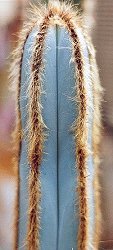 Pilosocereus fulvilanatus