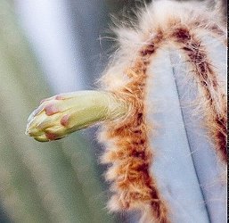 Pilosocereus fulvilanatus