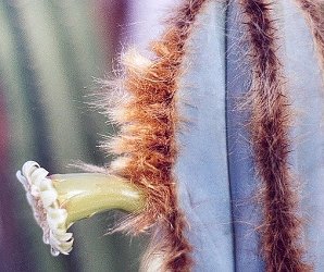 Pilosocereus fulvilanatus