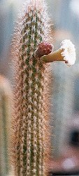 Pilosocereus luetzelburgii