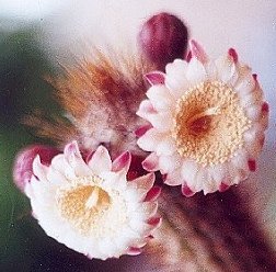 Pilosocereus luetzelburgii