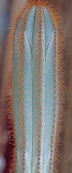 Pilosocereus magnificus
