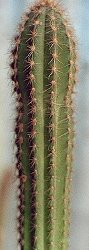 Pilosocereus moritzianus