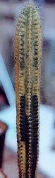 Pilosocereus palmeri variegate