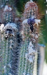Pilosocereus purpusii