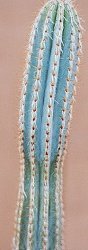 Pilosocereus royenii