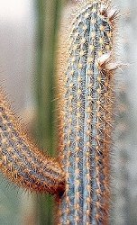 Pilosocereus superfloccosus