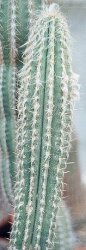 Pilosocereus backebergii