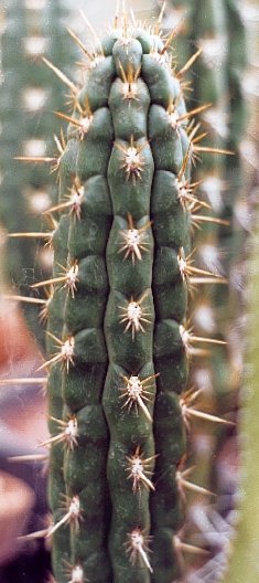 r_riosaniensis