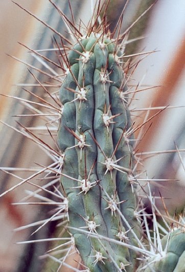 S.coryne