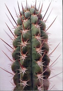 T.chilensis