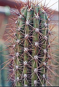 T.coquimbanus