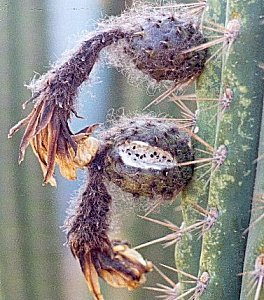 T.cuzcoensis