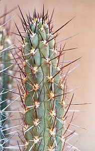 T.deserticolus